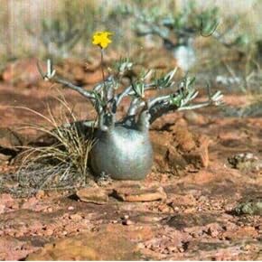 Amazon.co.jp: 種・苗 - ガーデン: DIY・工具・ガーデン: 種, 苗